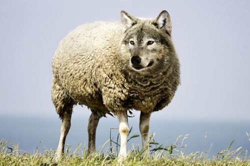 wolf-in-sheeps-clothing-2577813_960_720 wolf-in-sheeps-clothing-2577813_960_720