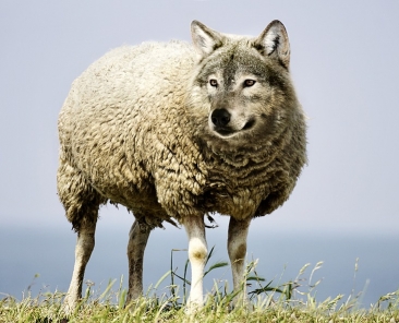 wolf-in-sheeps-clothing-2577813_960_720