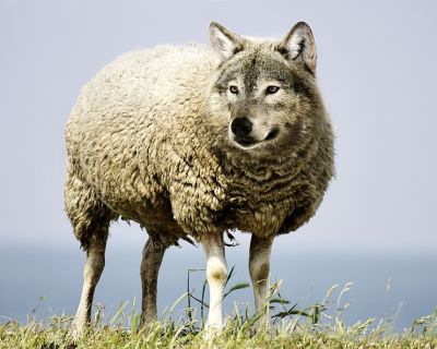 wolf-in-sheeps-clothing-2577813_960_720
